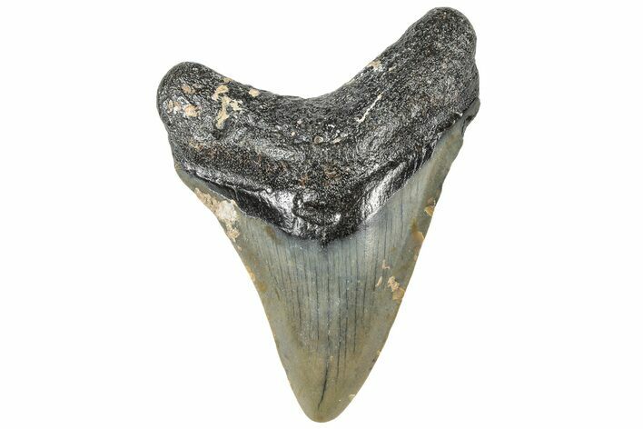 Fossil Megalodon Tooth - North Carolina #308591